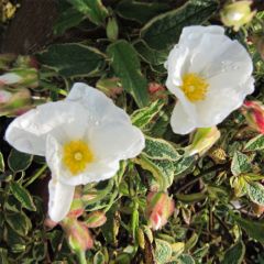 Cistus corbariensis Rospico