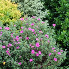 Cistus pulverulentus Sunset