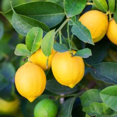 Limoeiro Eureka 4 estações - Citrus x limon