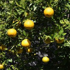 Citrus ichangensis - Ichang Papeda