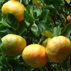 Tangerineira Keraji - Citrus reticulata