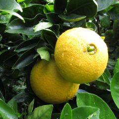 Laranjeira Washington Navel - Citrus sinensis