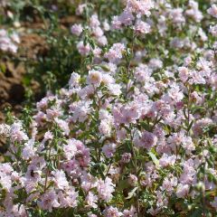 Clarkia unguiculata Apple Blossom em sementes