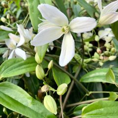 Clematis armandii - Clematite perene