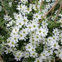 Clematis Early Sensation