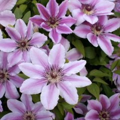 Clematis Nelly Moser