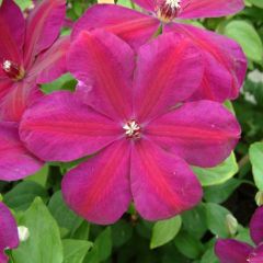 Clematis Westerplatte