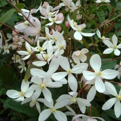 Clematis Apple Blossom