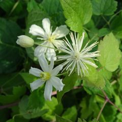 Clematis Summersnow