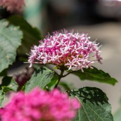 Clerodendro bungei