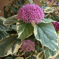 Clerodendro bungei Pink Diamond