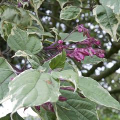 Clerodendro trichotomum Variegatum