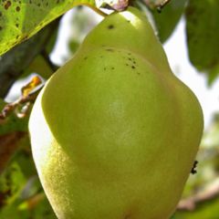 Marmeleiro Champion - Cydonia oblonga