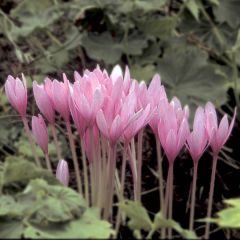 Açafrão-bastardo Major - Colchicum autumnale