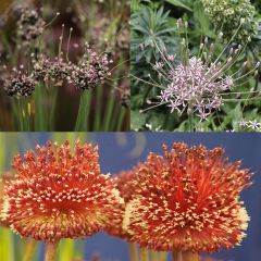Coleção de Alliums Incomuns