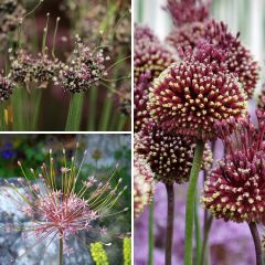 Coleção de Alliums Incomuns