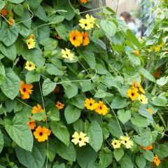 Coleção Thunbergia Alata - Susanas-dos-seus-olhos