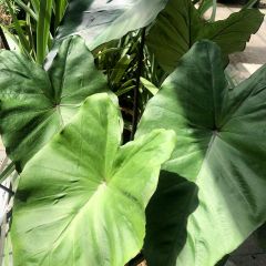 Colocasia Black Stem