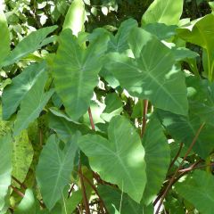 Colocasia esculenta