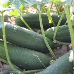 Pepino Longo inglês - Ferme de Sainte Marthe Bio