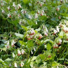 Symphytum grandiflorum