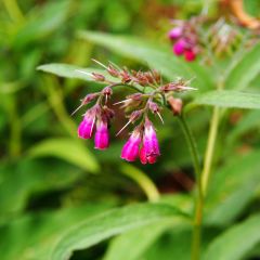 Symphytum rubrum - Consolda-russa