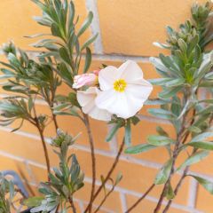 Convolvulus cneorum