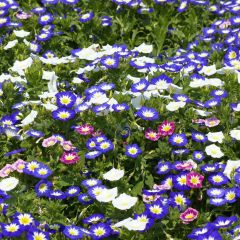 Convolvulus tricolor Royal Ensign em sementes