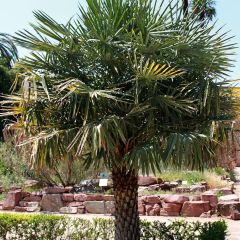 Copernicia alba