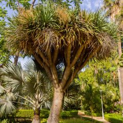 Cordyline australis