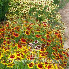 Coreópsis Incredible Dwarf Mix em sementes