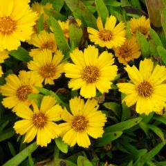 Coreópsis lanceolata Goldfink