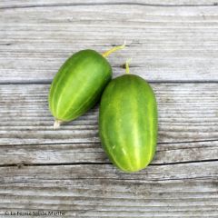 Pepino Russo - Sainte Marthe Fazenda de pepinos Sikkim sementes Bio