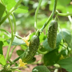 Pepino Verde pequeno de Paris - Ferme de Sainte Marthe BIo