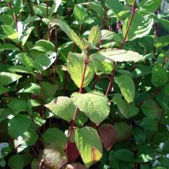 Corniso branco Kesselringii
