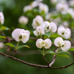 Corniso-da-flórida Cloud Nine - Cornus florida