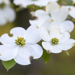 Corniso-da-flórida - Cornus florida