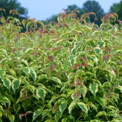 Corniso-da-flórida Firebird - Cornus florida