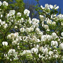 Corniso-da-flórida Urbiniana - Cornus florida