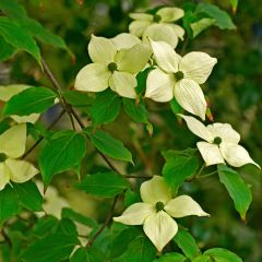 Corneiro-do-japão China Girl - Cornus kousa