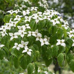 Corneiro-do-japão Chinensis - Cornus kousa