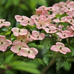 Corneiro-do-japão Satomi - Cornus kousa