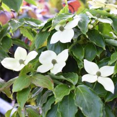 Corneiro-do-japão Teutonia - Cornus kousa
