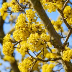 Cerejeira-cornalina Kazanlak - Cornus mas