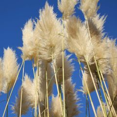 Erva-das-pampas Sunningdale Silver - Cortaderia selloana