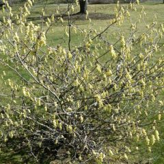 Corylopsis willmottiae Spring Purple