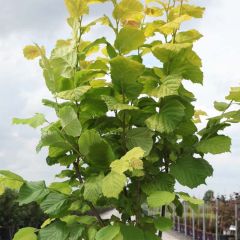 Aveleira Aurea