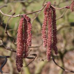 Aveleira Red Majestic