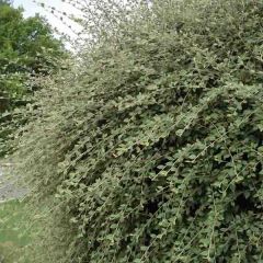 Cotoneastro-de-Franchet - Cotoneaster franchetii