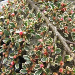 Cotonastro-horizontal Variegatus - Cotoneaster horizontalis